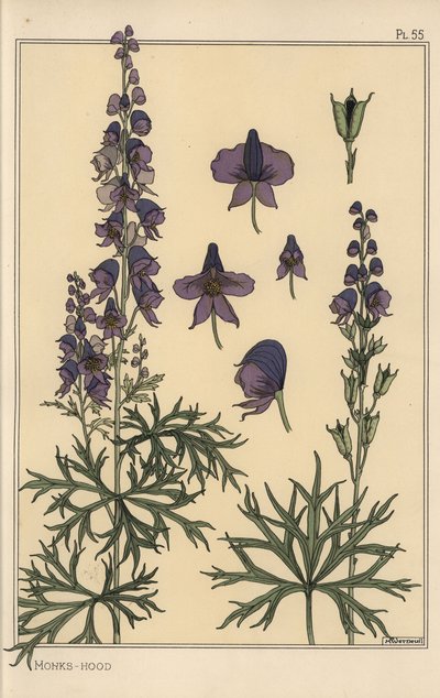 Eisenhut botanische Studie von Eugene Grasset