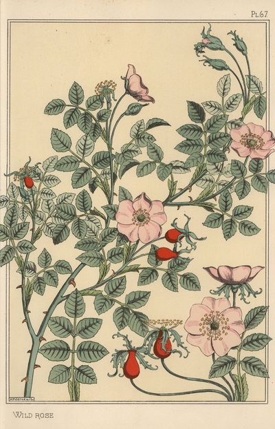 Wildrose botanische Studie von Eugene Grasset