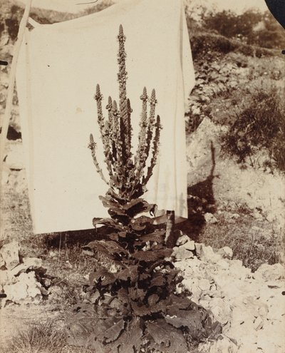 Königskerze in Blüte, um 1897-1899 von Eugène Atget