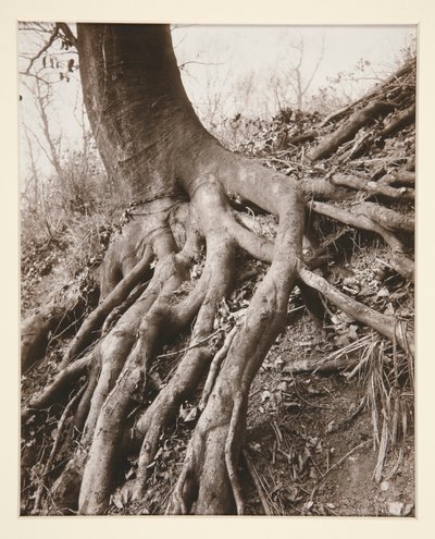 Saint-Cloud von Eugène Atget
