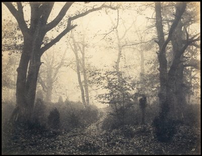 Fontainebleau. Wald bei Barbizon, um 1860 von Eugène Cuvelier