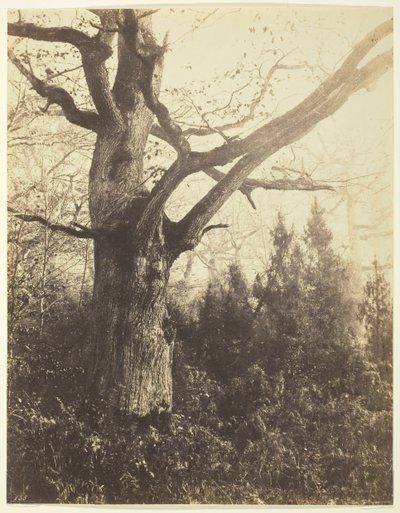 Ohne Titel [Baum], ca. 1860 von Eugène Cuvelier