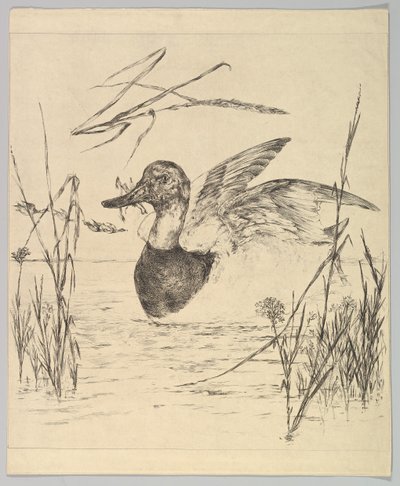 Ente, 1850-1914 von Felix Bracquemond