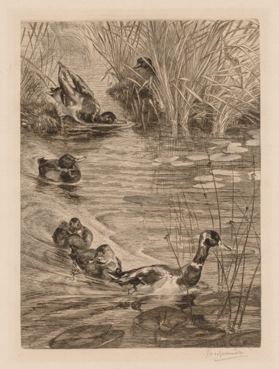 Enten beim Spielen von Felix Bracquemond