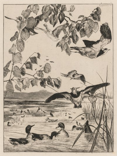 Kiebitze und Krickenten von Felix Bracquemond