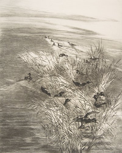 Roseaux et Sarcelles, 1882 von Felix Bracquemond