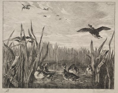 Krickente, 1853 von Felix Bracquemond