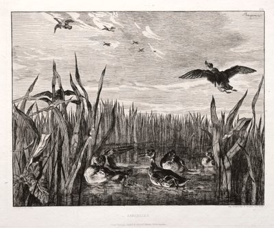 Krickenten von Felix Bracquemond