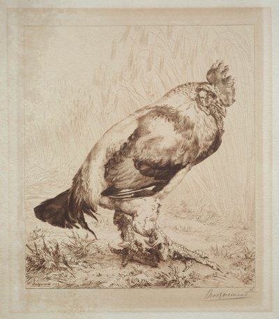 Der alte Hahn von Felix Bracquemond