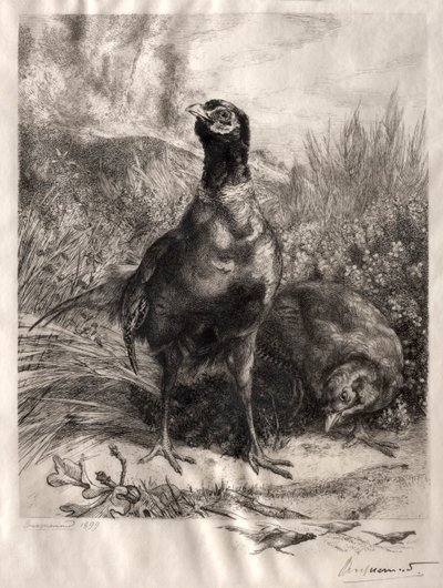 Die Fasane, 1899 von Felix Bracquemond