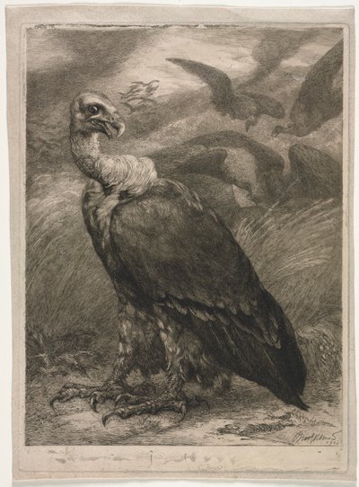 Geier von Felix Bracquemond
