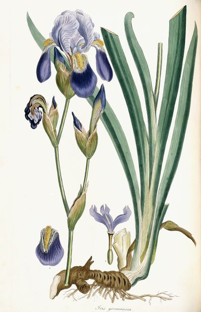 Iris Germanica, 1847 von Ferdinand Bauer