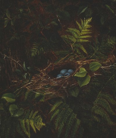 Vogelnest und Farne von Fidelia Bridges