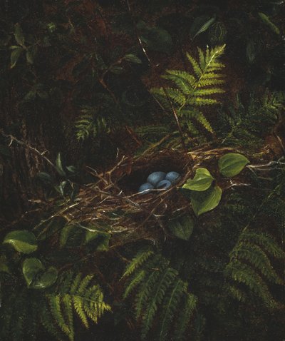 Vogelnest und Farne, 1863 von Fidelia Bridges