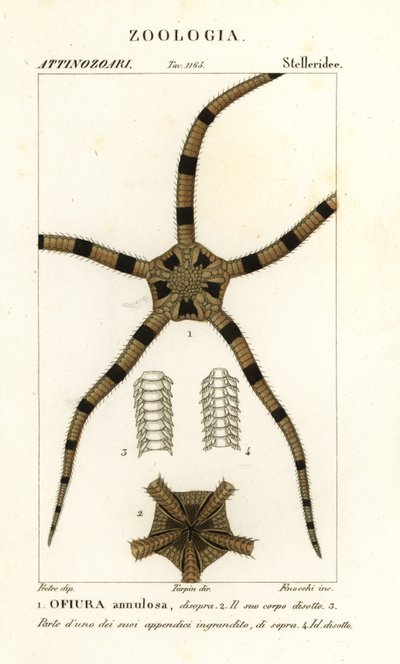 Schlangenstern, Ophiomastix annulosa, Ophiura annulosa von Finocchi Finocchi