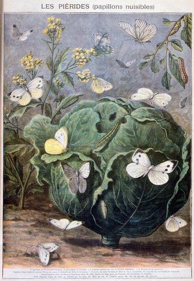 Pieriden-Schmetterlinge, 1897 von Fortuné Méaulle