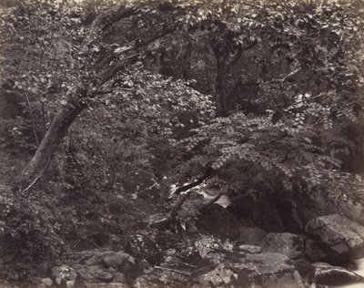 Schlucht bei Lynmouth von Francis Bedford, Francis Frith