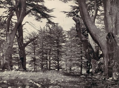 Zedern des Libanon, ca. 1857 von Francis Frith