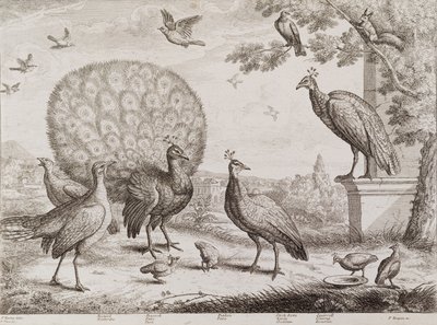 Gruppe von Vögeln mit Pfau von Francis Place