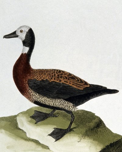 Ente von Maragnan von Francois Nicolas Martinet