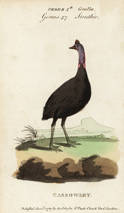 Südlicher Kasuar, Casuarius casuarius von Francois Nicolas Martinet