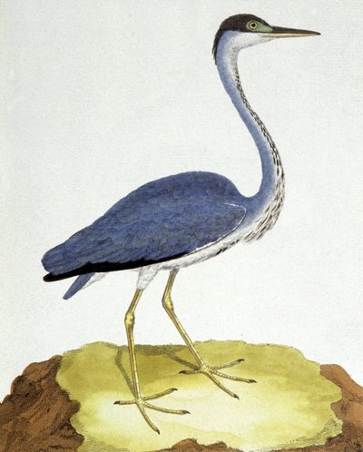 Der Reiher von Francois Nicolas Martinet