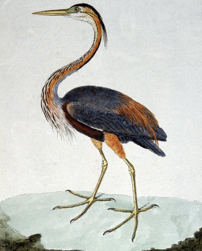 Purpurreiher von Francois Nicolas Martinet