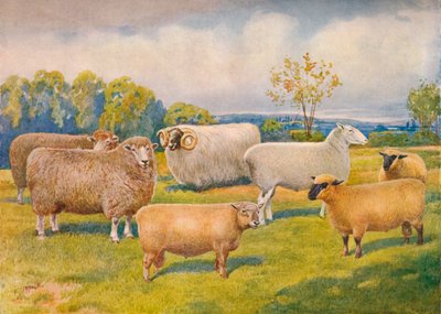 Schafrassen, ca. 1902-1910 von Frank Babbage