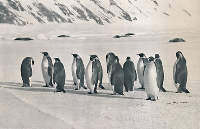 Kaiserpinguine, 1911, 1913 von Frank Debenham