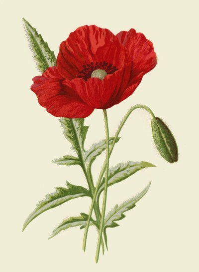 Gewöhnlicher Klatschmohn von Frederick Edward Hulme