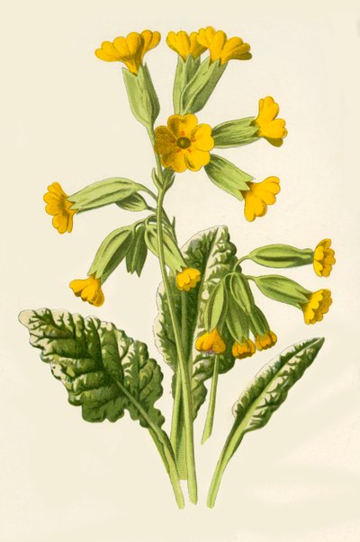 Schlüsselblume, 1877 von Frederick Edward Hulme
