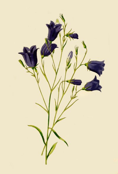 Glockenblume von Frederick Edward Hulme