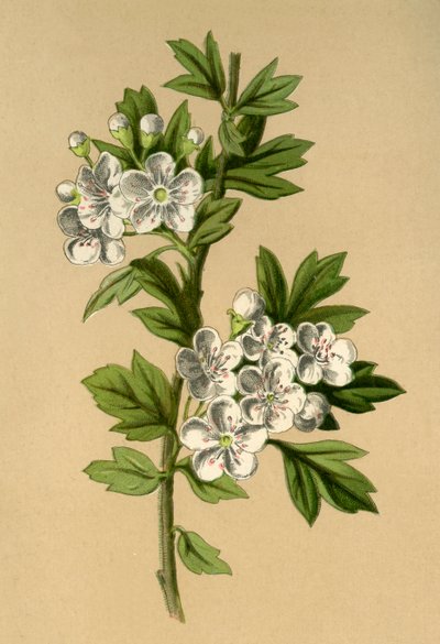 Weißdorn, 1877 von Frederick Edward Hulme