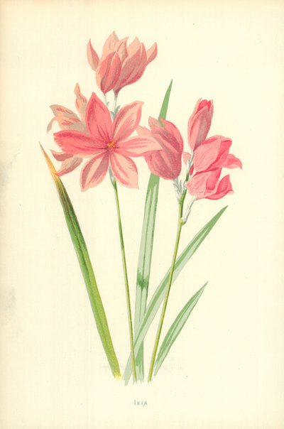 Ixia von Frederick Edward Hulme