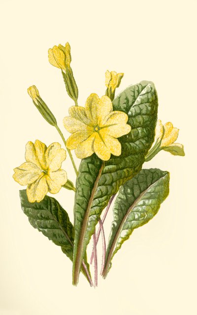Primel von Frederick Edward Hulme