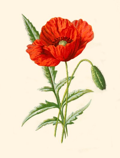 Scharlachrote Mohnblume, 1877 von Frederick Edward Hulme