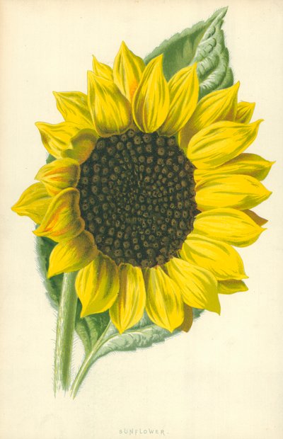 Sonnenblume von Frederick Edward Hulme