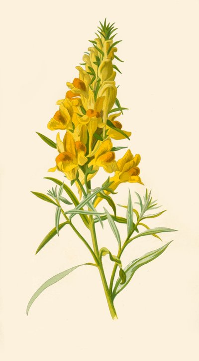 Leinkraut, 1877 von Frederick Edward Hulme