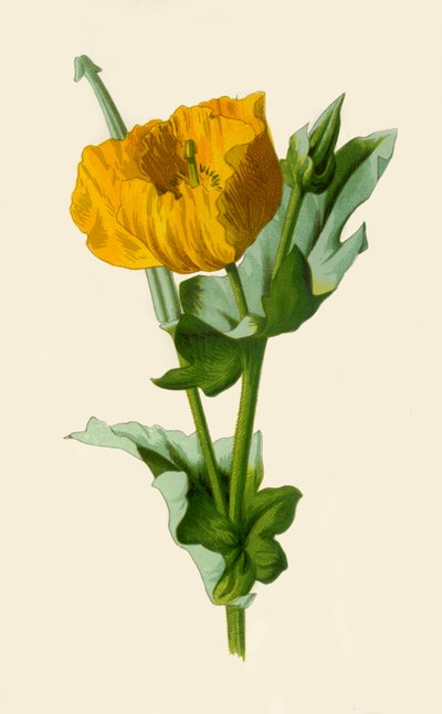 Gelbes Hornmohn, 1877 von Frederick Edward Hulme