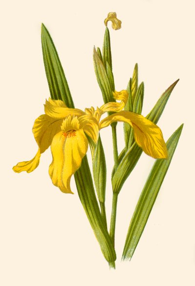 Gelbe Iris, 1877 von Frederick Edward Hulme