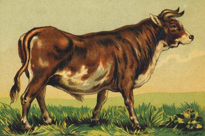 B wie Rindfleisch von French School
