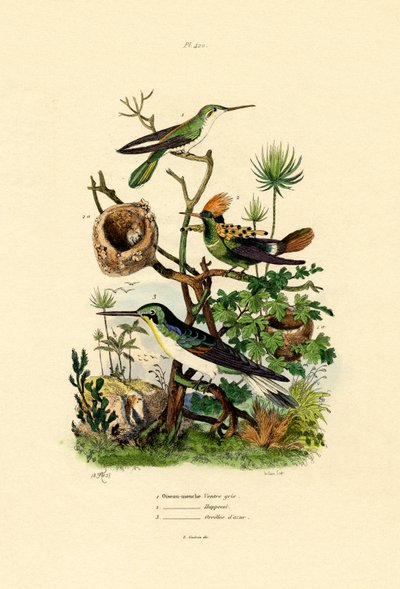 Kolibris von French School