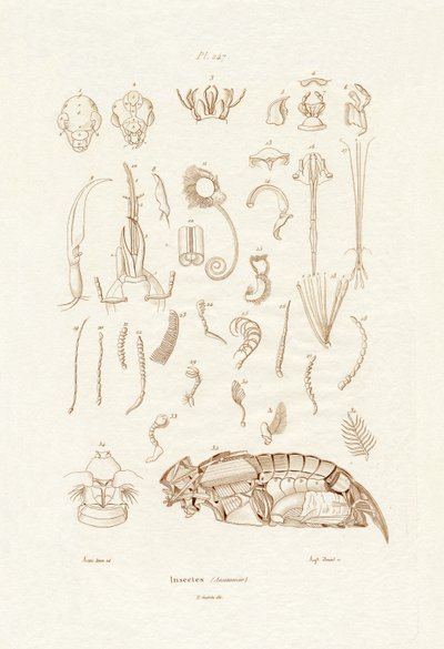 Insekten von French School