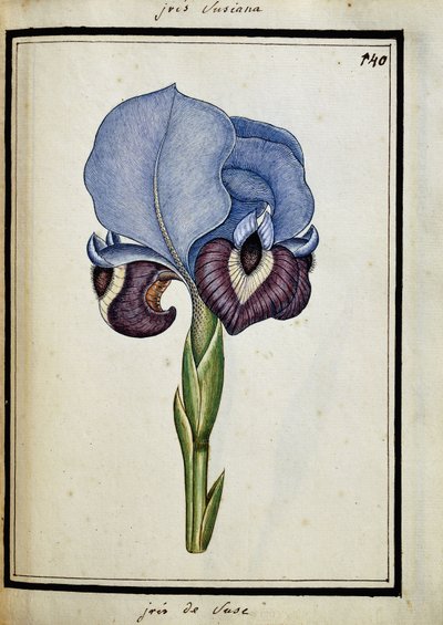 Iris Susiana von French School