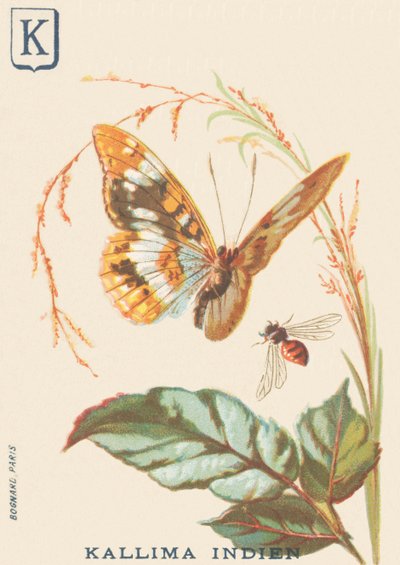 K: Indische Kallima (Cethosia biblis) von French School