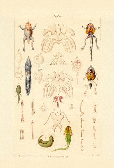 Metamorphose von French School