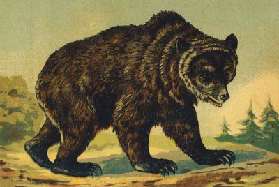 O wie Bär von French School