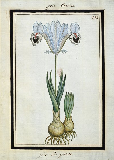 Persische Iris, ca. 1700 von French School