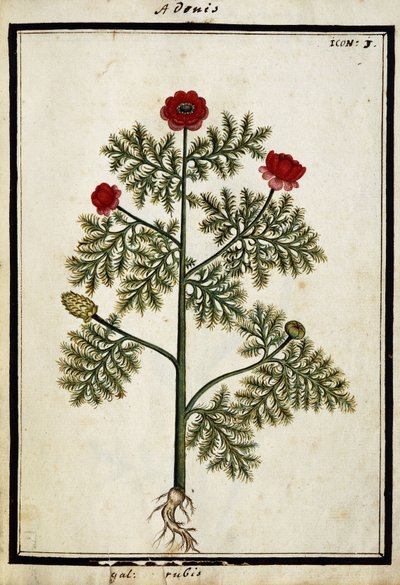 Roter Adonis, ca. 1700 von French School