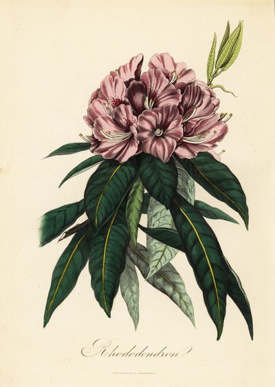 Rhododendron, Rhododendron javanicum von French School